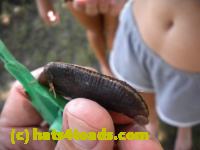 /home//u458753944/public_html/sourcegallery/////Insects and small critters/slugs snails leaches (Gastropoda and Annelida)/DSCN8379.JPG
